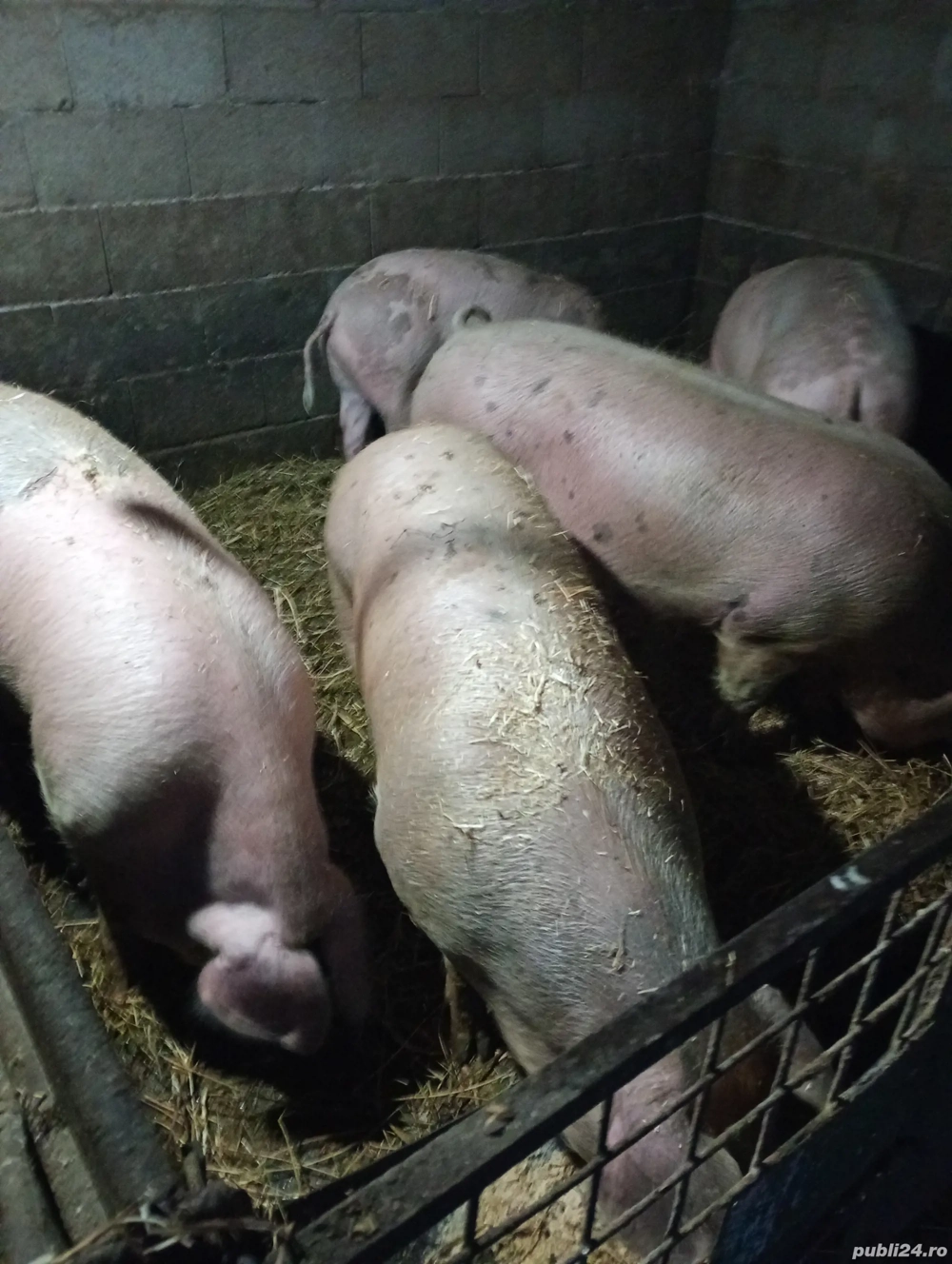 Porci de casa duroc și marele alb