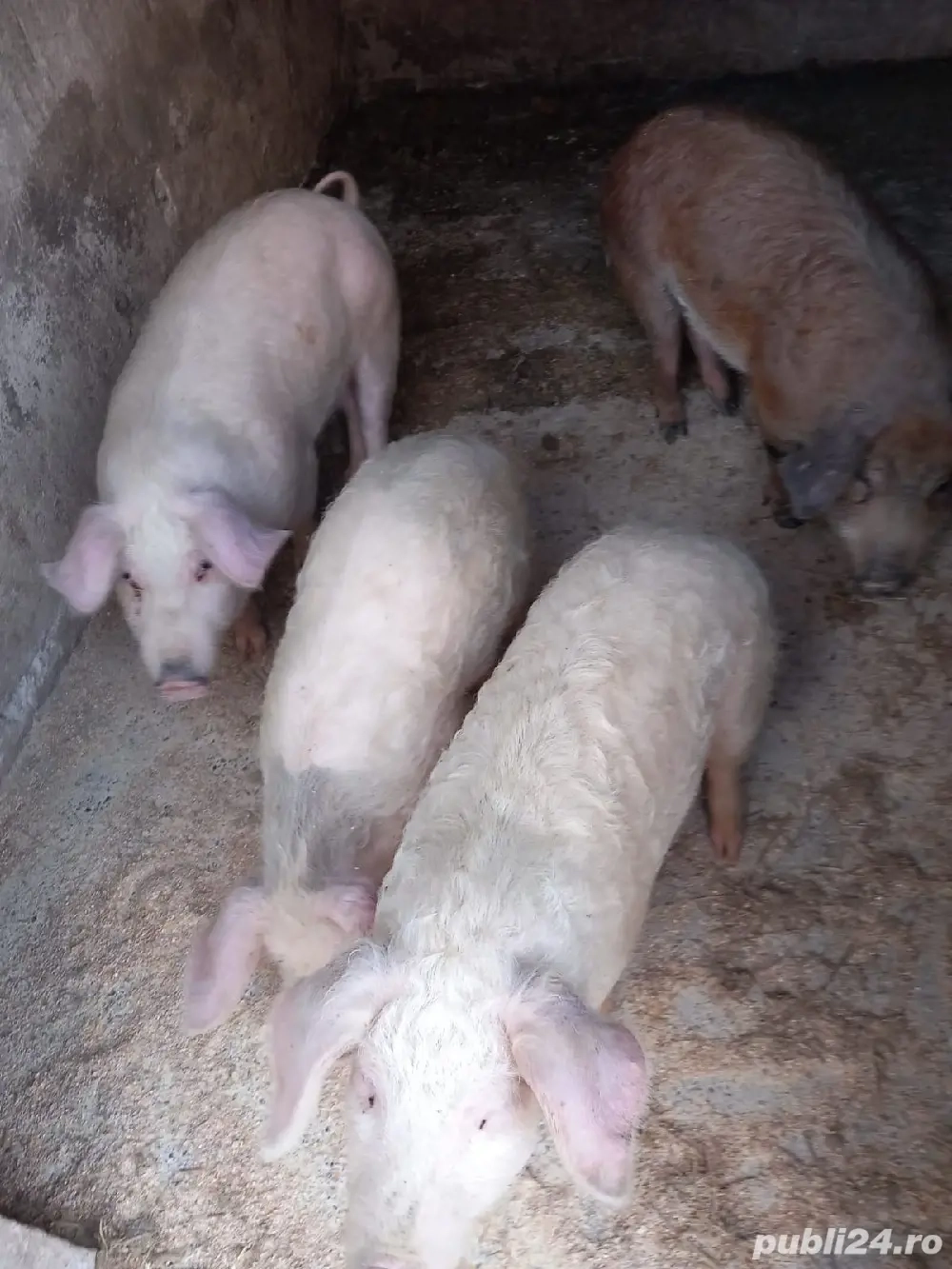 Grasuni 6 luni de vanzare