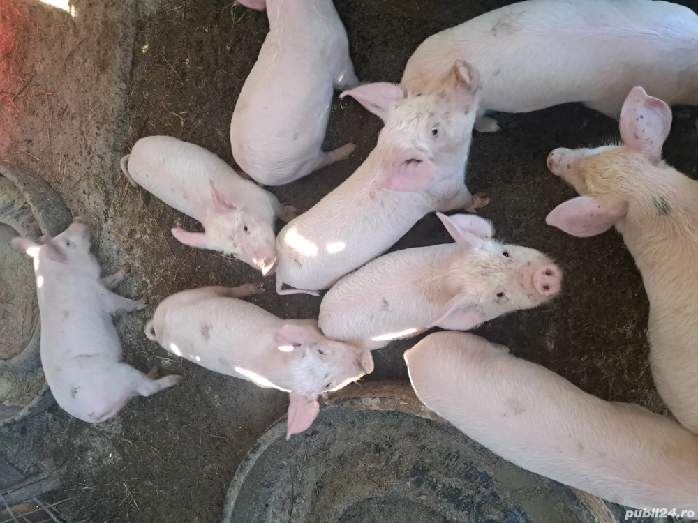 Purcei trecuți de 7 săptămâni 