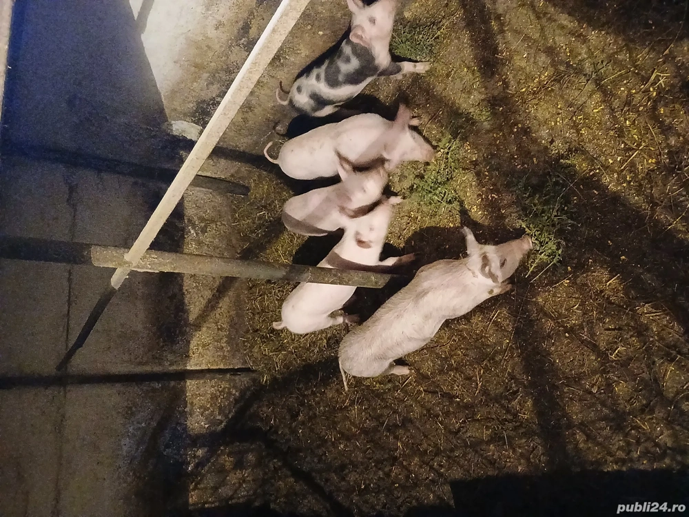 Vand 5 purcei de 12 saptamani