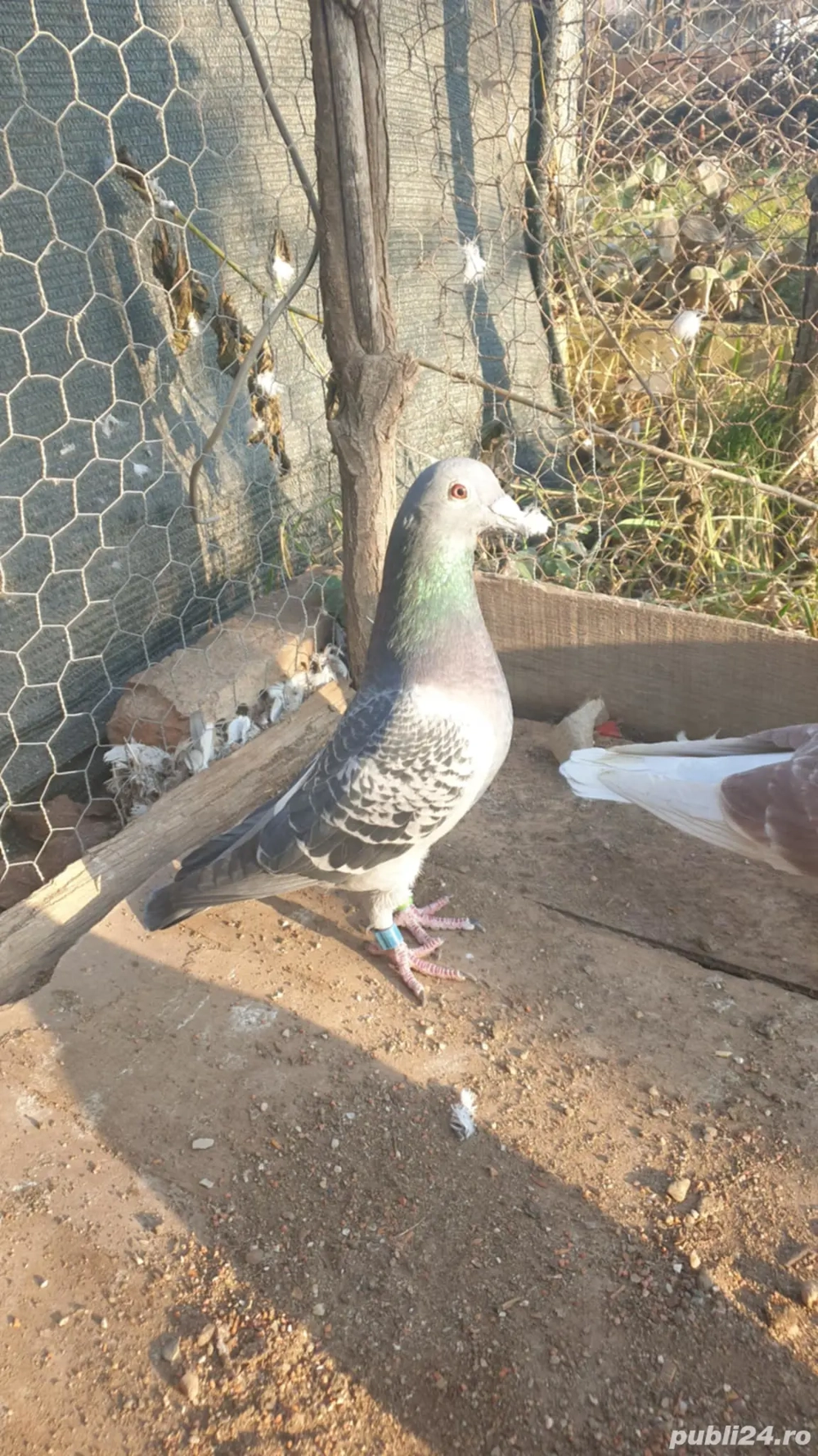 Ocazie! Vand mascul voiajor sport, an 2023, ochii albi, zburat!