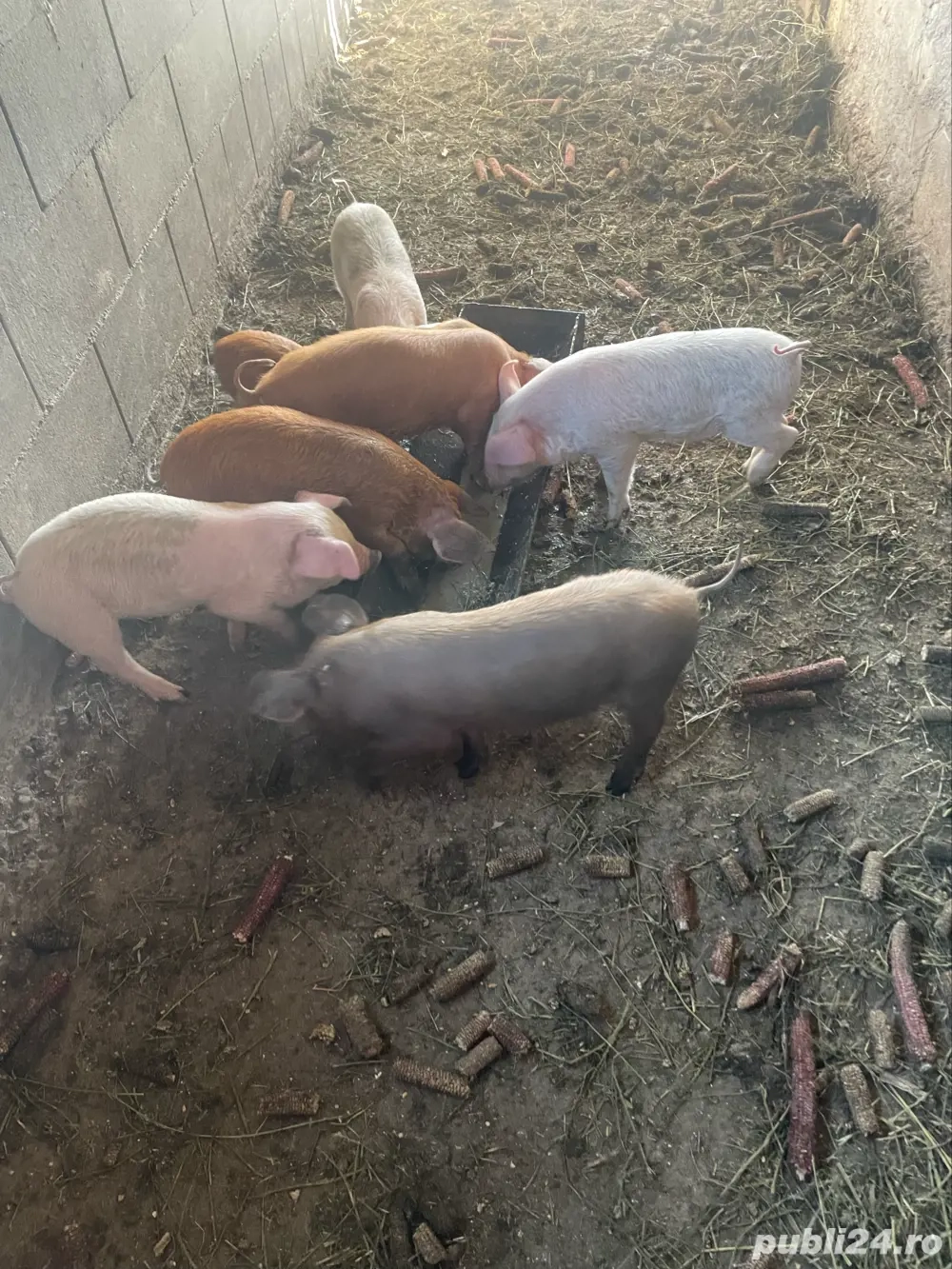 Purcei de vanzare !