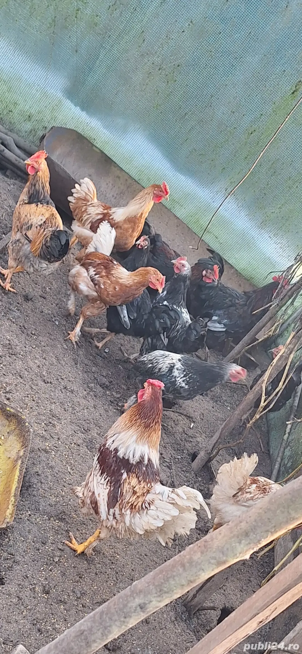 Vând cocoși de casă