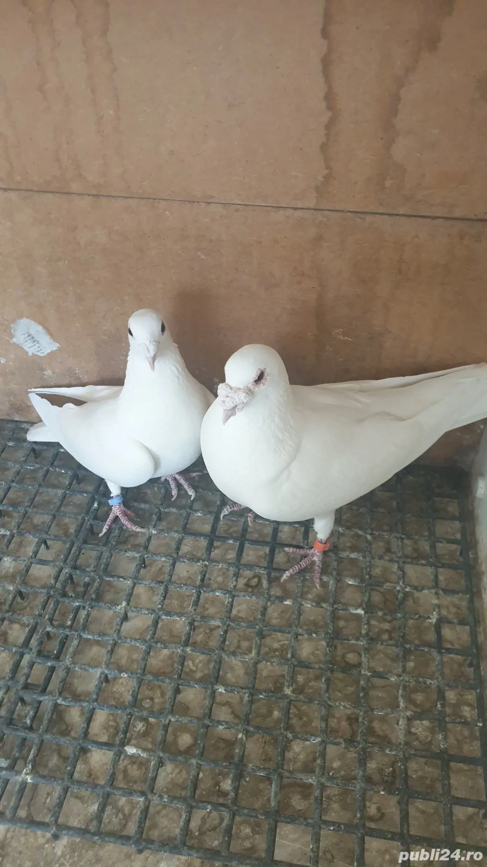 Ocazie! Vand pereche voiajori albi sport sanatosi, deosebiti, TOP!