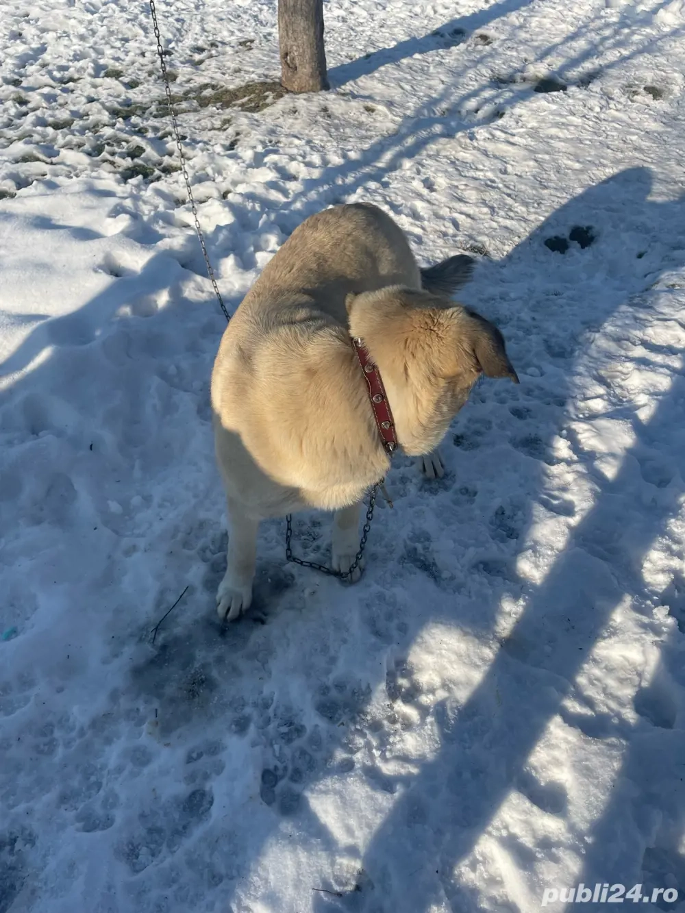 catel kangla de vanzare 