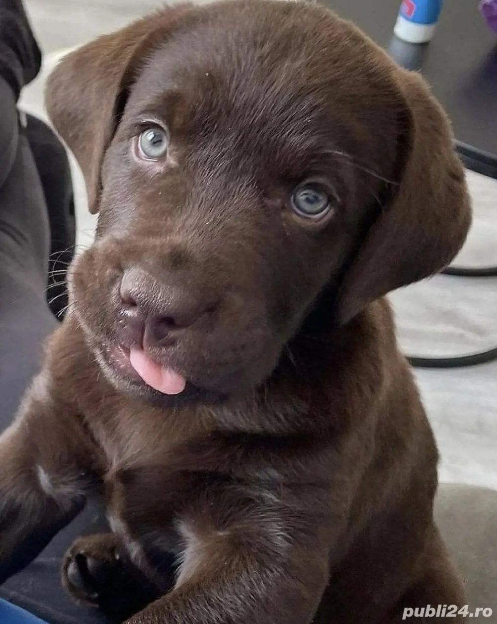 Fetita labrador retriever 