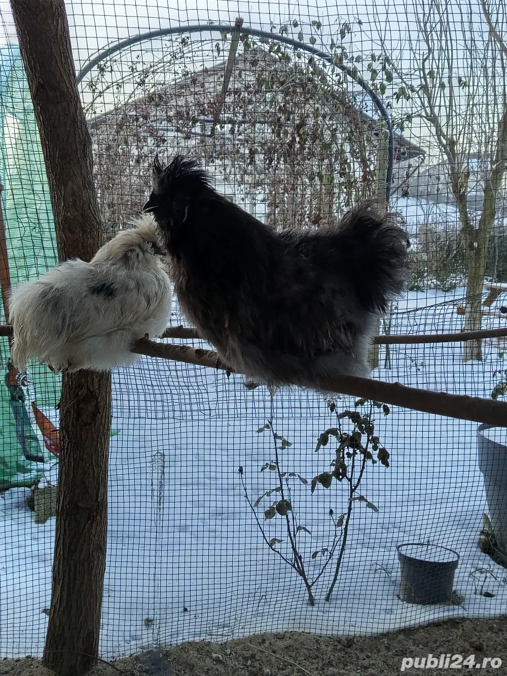 Cocosi matase japoneza 