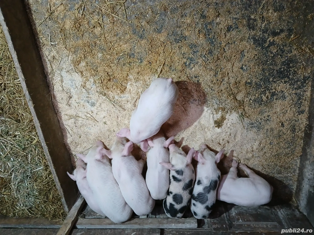 vînd scrafă cu purcei