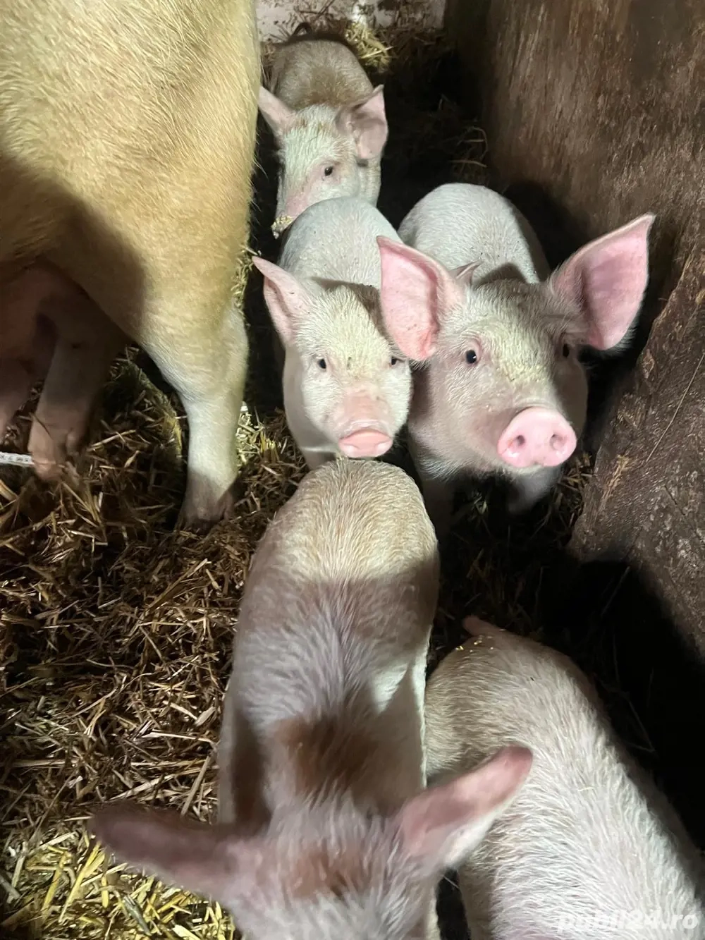 vand purcei 7 saptamani