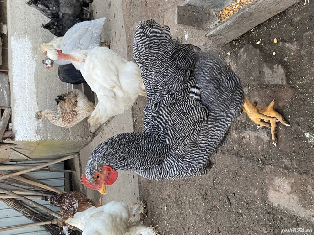 Cocoși playmouth barat 