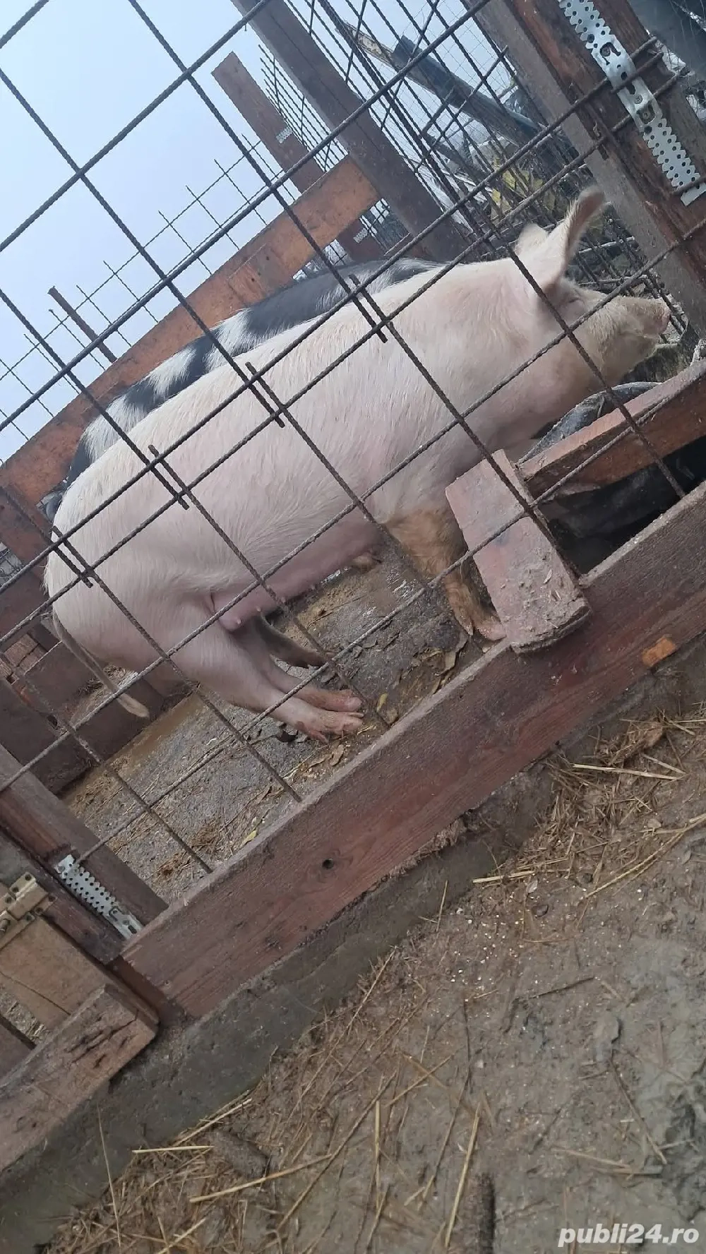 doua scoafe date la monta cu duroc 