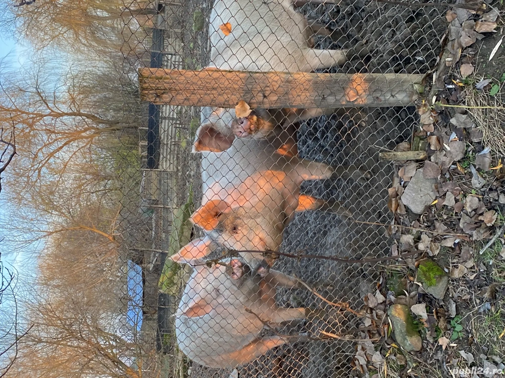 Porci crescuți în semi libertate 