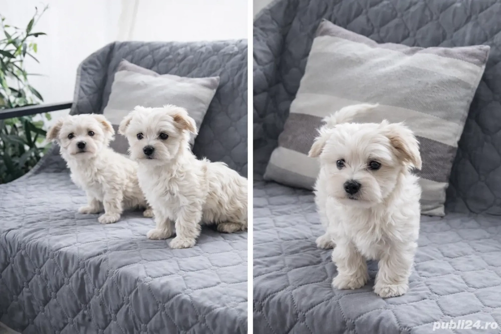 Bichon havanez 2 fete si un baiat 