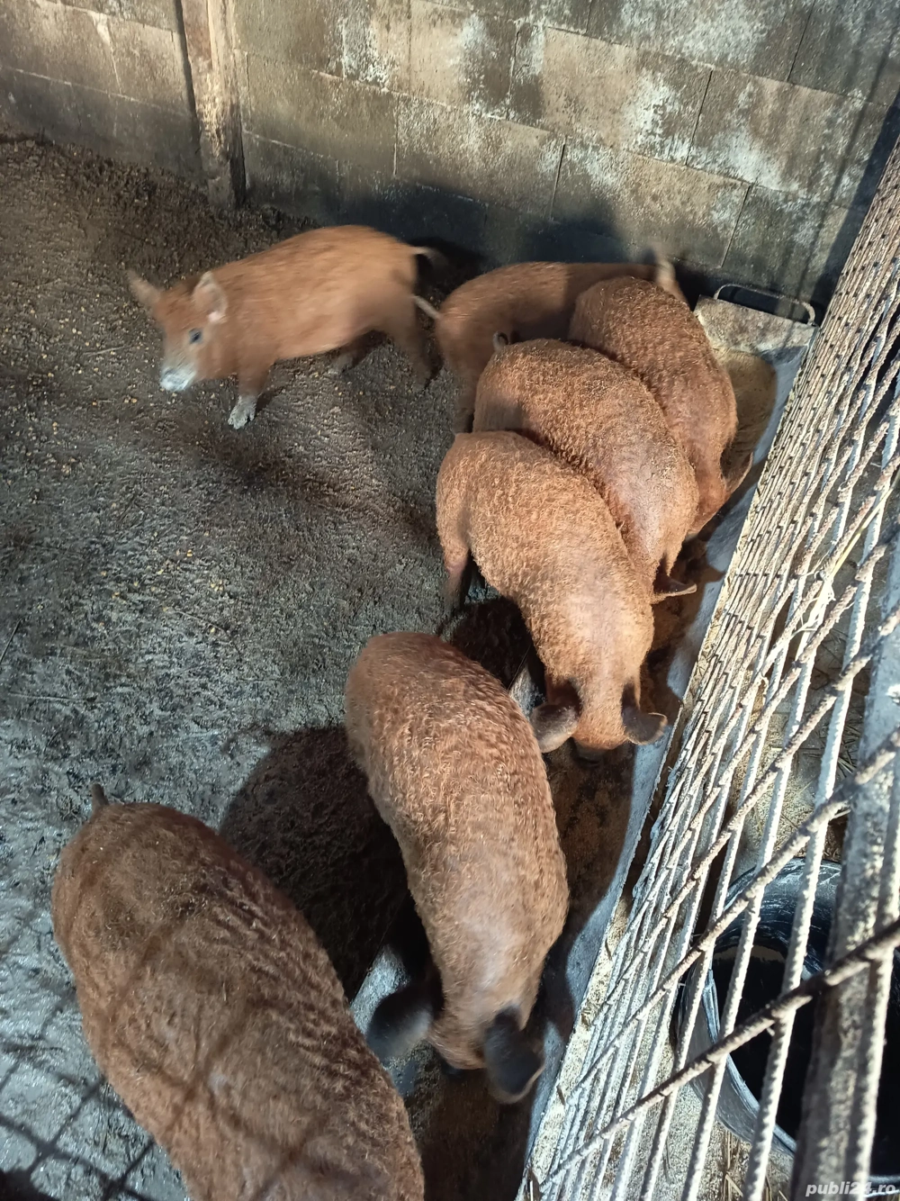 Vand purcei mangalița de 9 săptămâni 