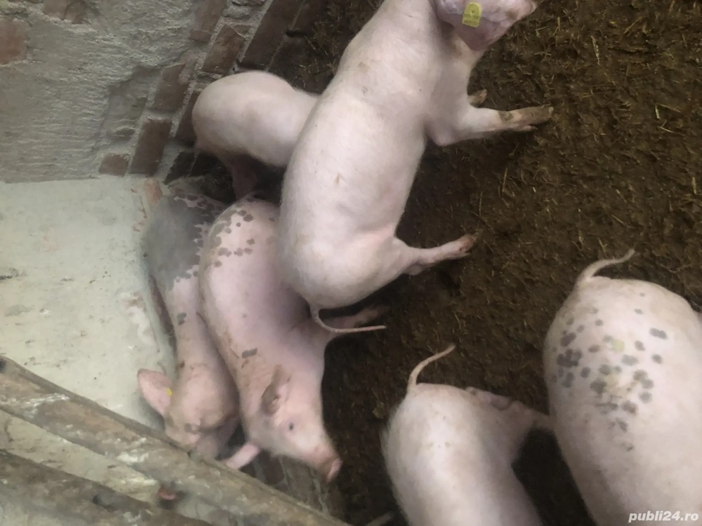 Vand 4 purcei masculi