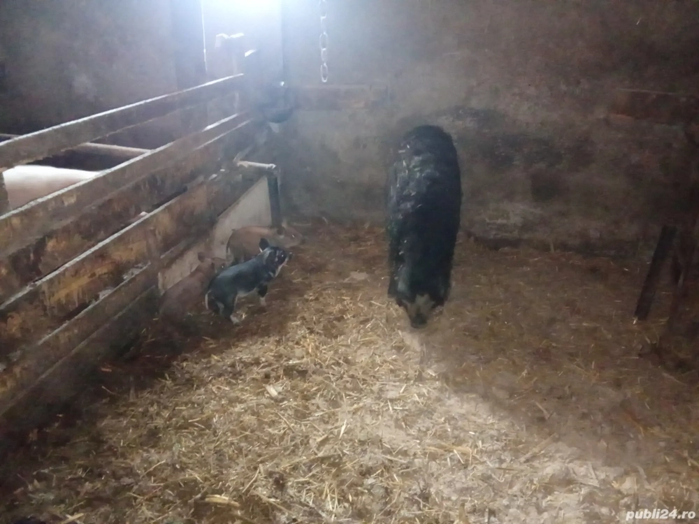 Vând scroafa de mangalitacu purcei 
