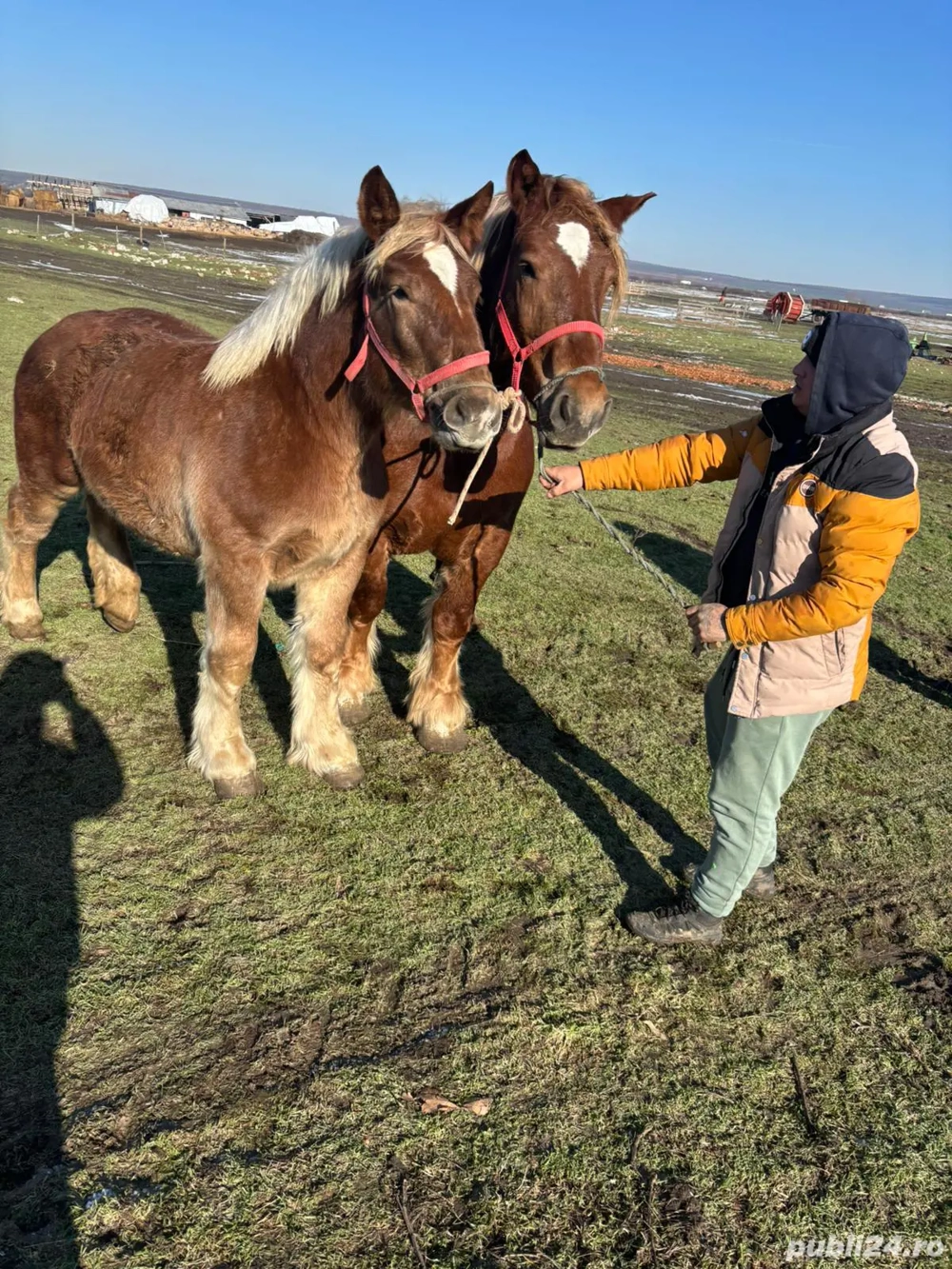 Vând iapa de 5  ani și mana de 9 luni