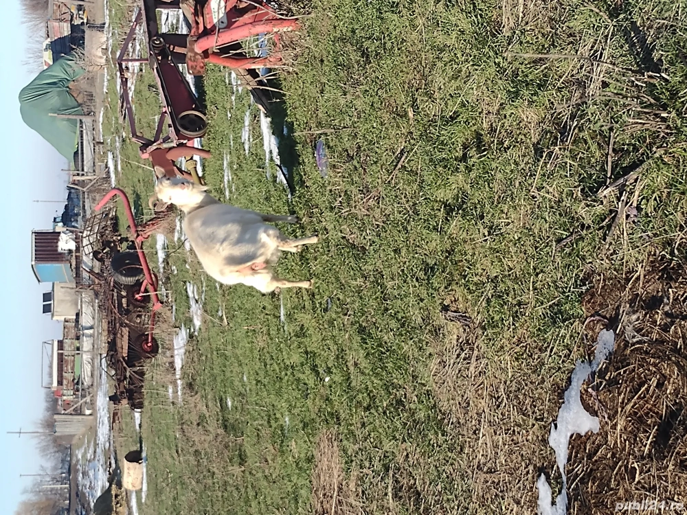 Vând capre zaner....