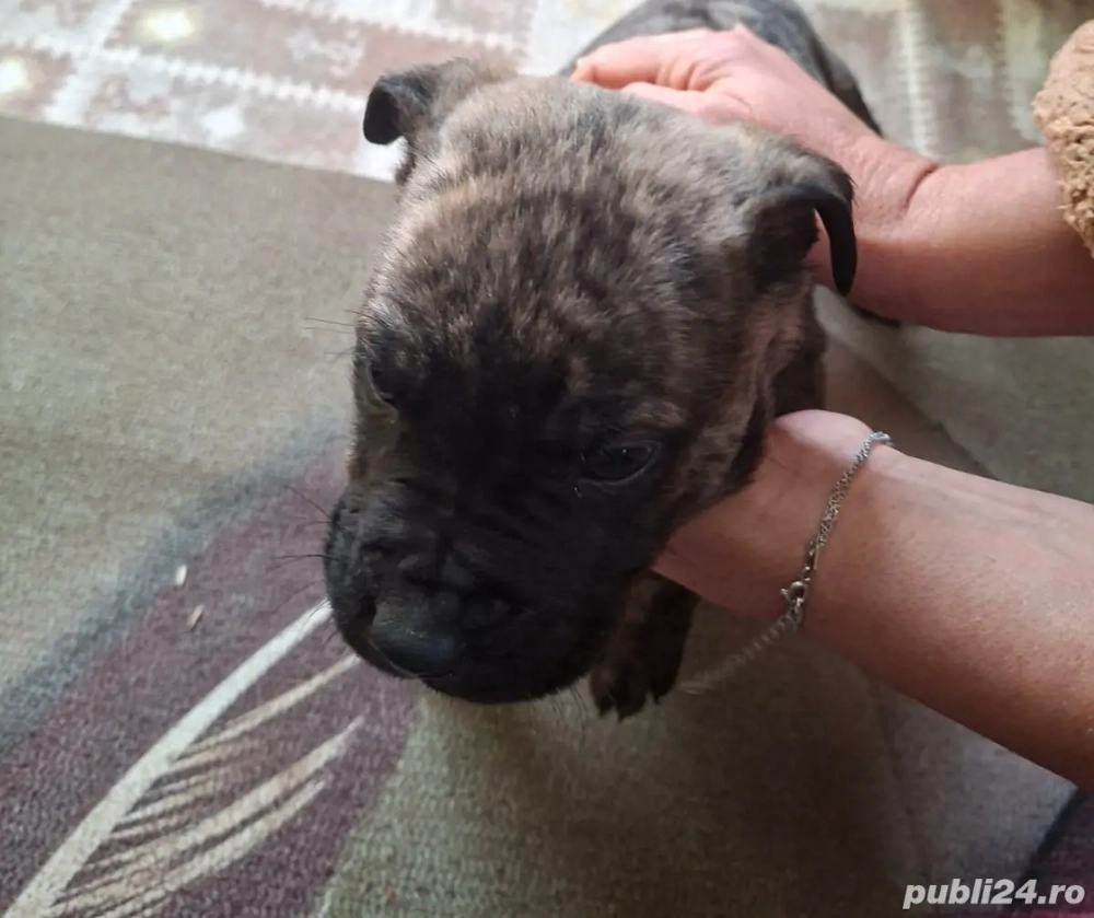 Vând băiat kane corso în vârstă de 2 luni deparazit