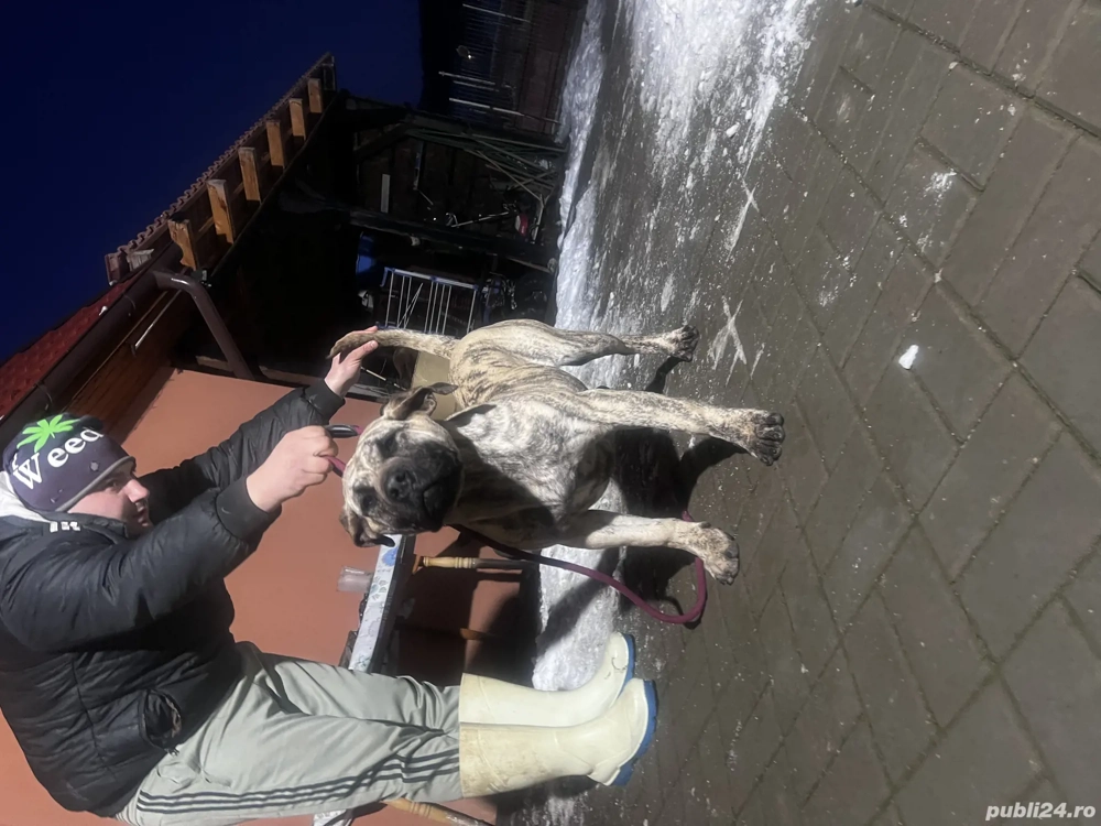 Presa Canario femela de 6 luni