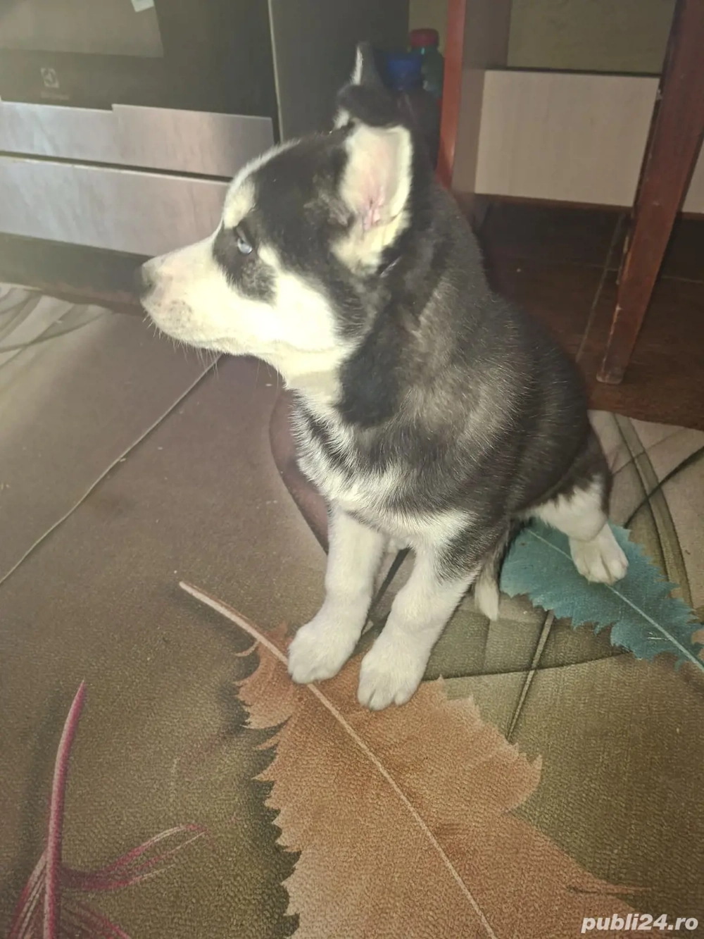 Vând fetiță haschi 