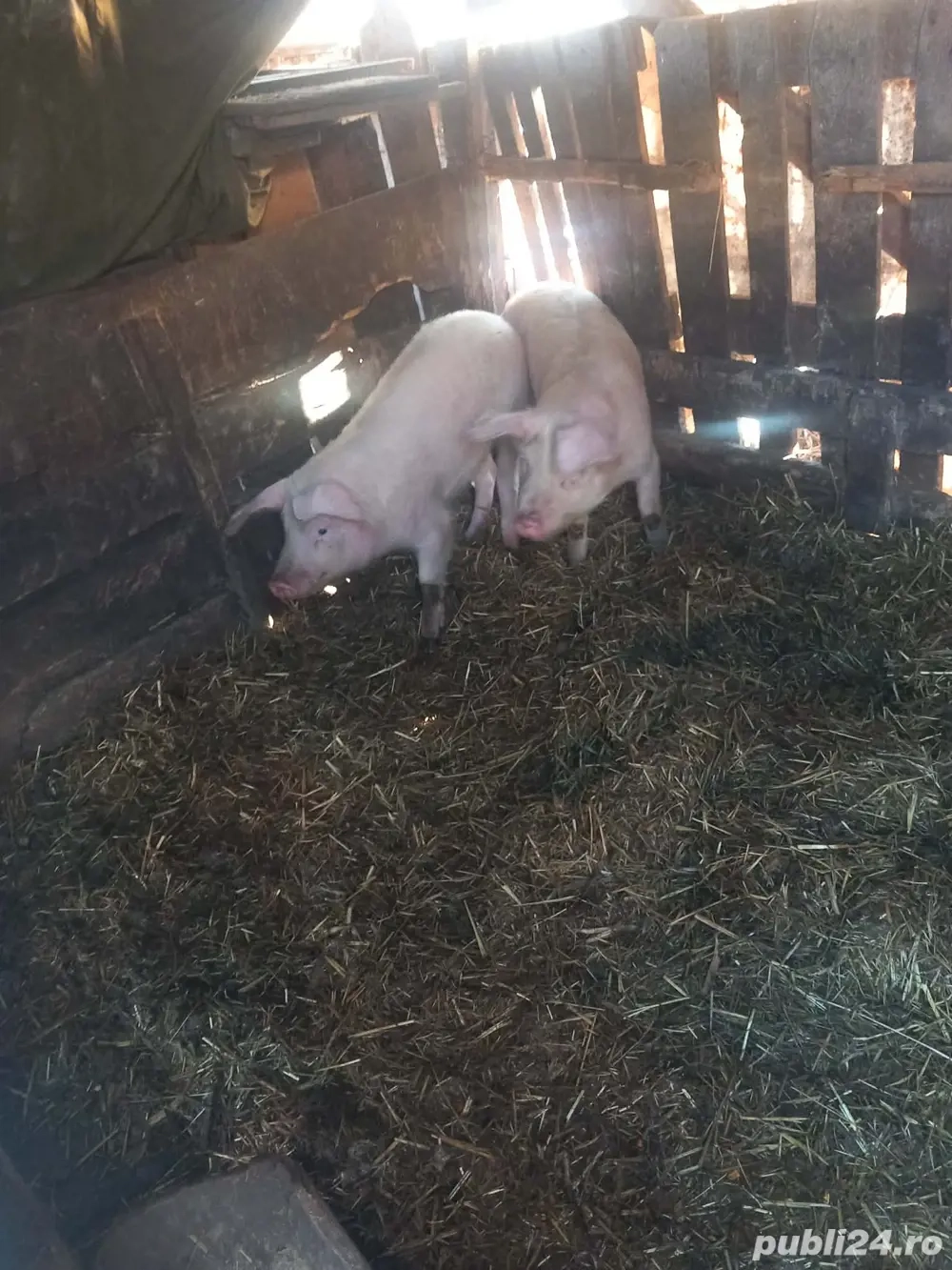 2 șoldani de vanzare 