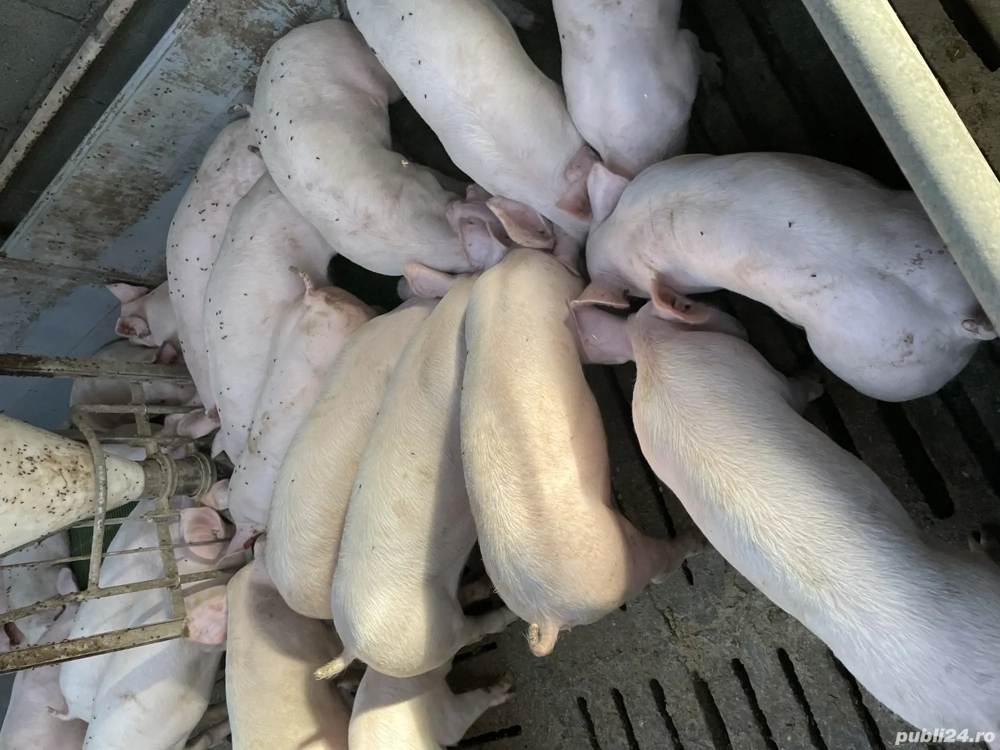 Purcei,Soldani, porci