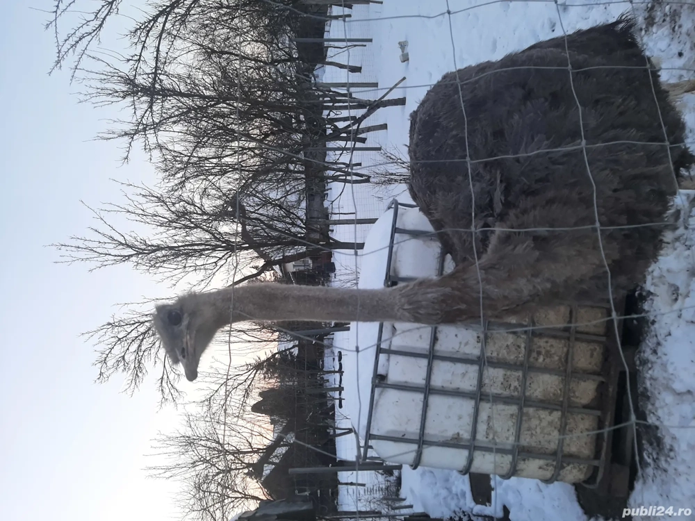 Strut African Black Ostrich 