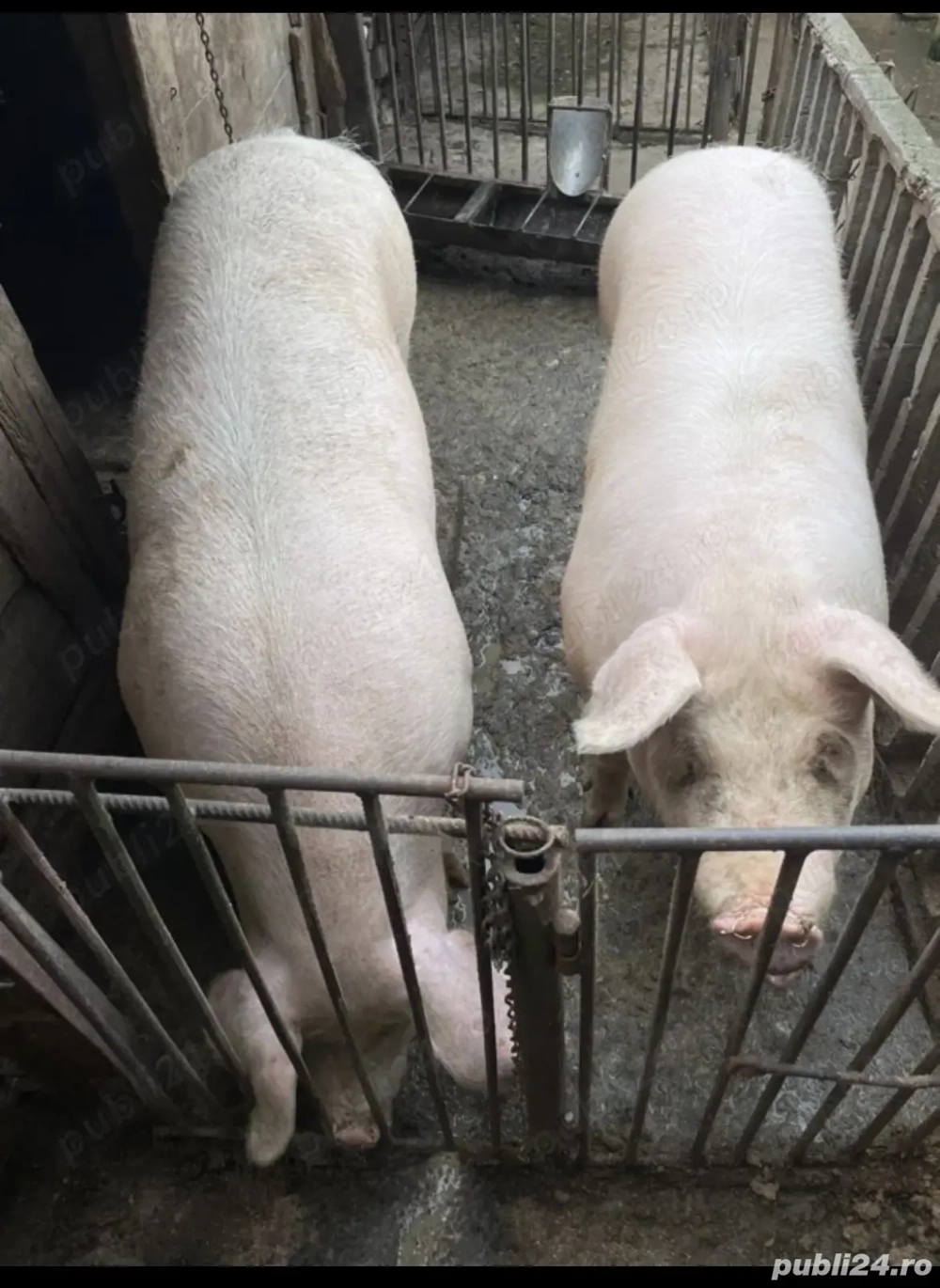 Sacrific porc de carne în data de 24 ianuarie !