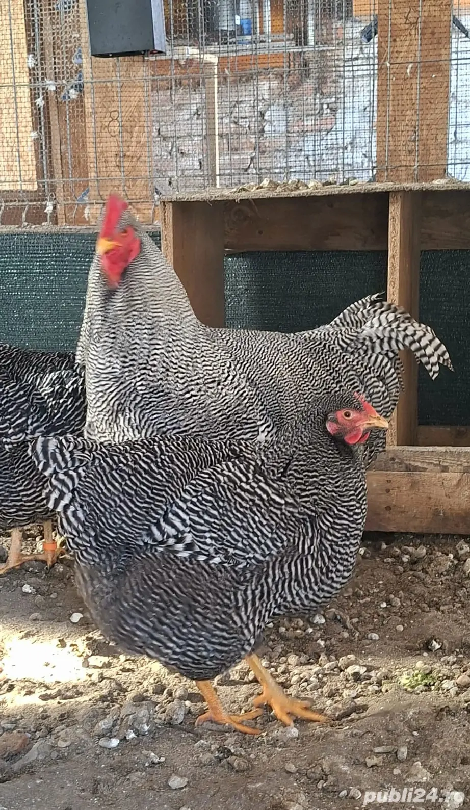 Vând păsări austrolop, plymonth și Phoenix potarnichiu