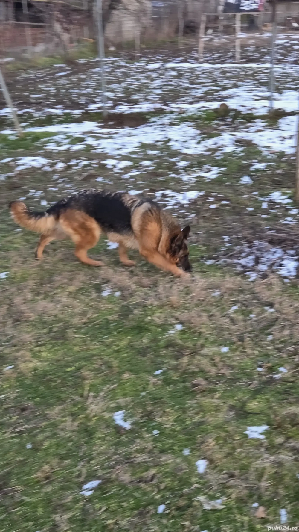 Ciobănesc german femelă 