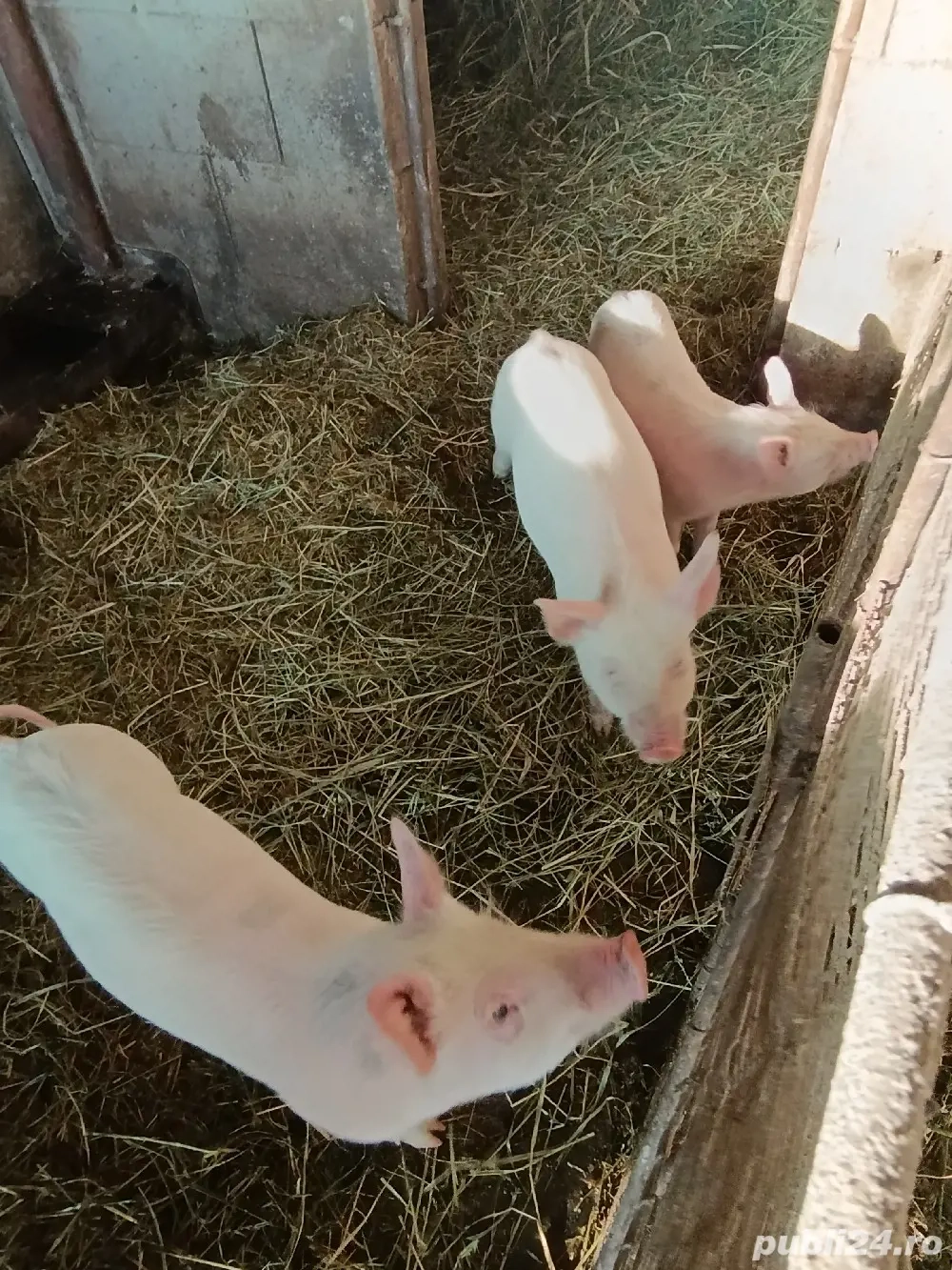 Vând purcei 500 lei 