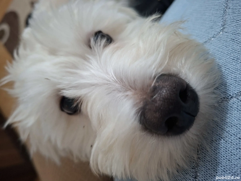 Pui bichon de 6 luni