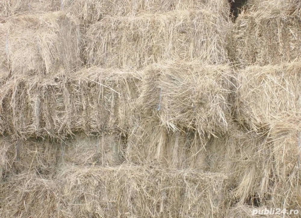 Baloti fan - comuna Letcani, judetul Iasi