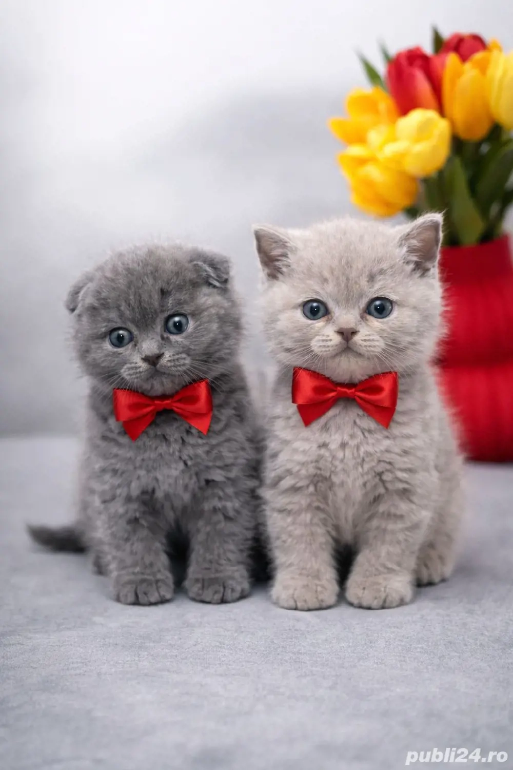 Puiuți superbi de Scotish Fold 