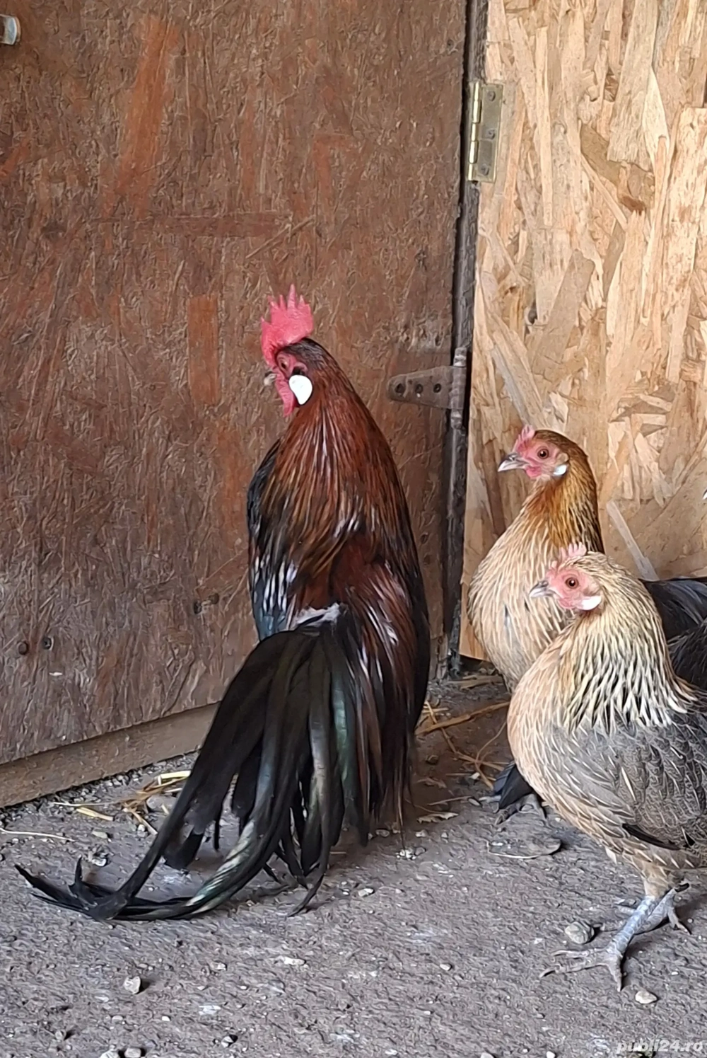 Găini din Rasa :Plymounth,Austrolop SI Phoenix Potârnichiu
