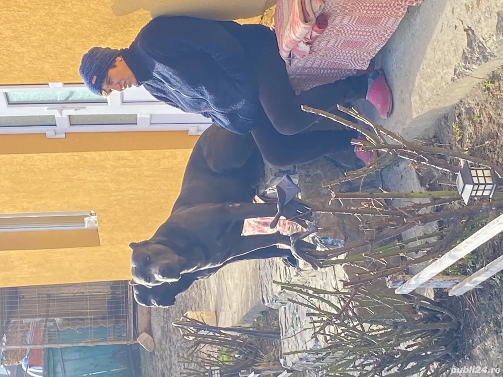 Disponibile becuri Xenon D1S. 