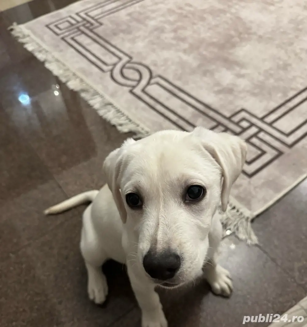 labrador retriever alb 