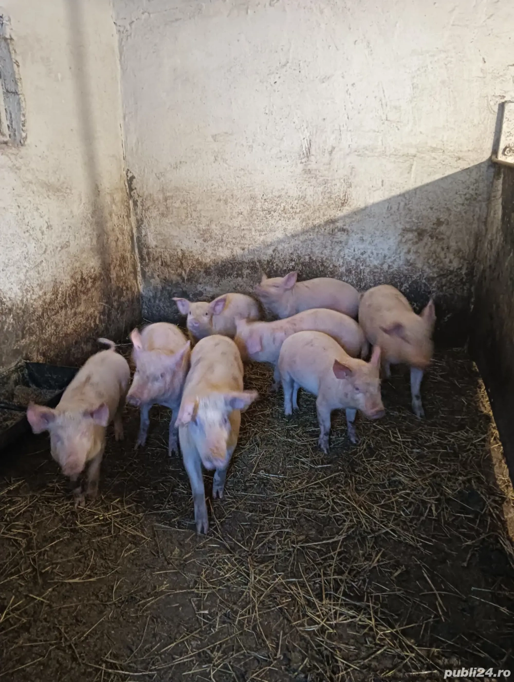 Vand purcei marele alb