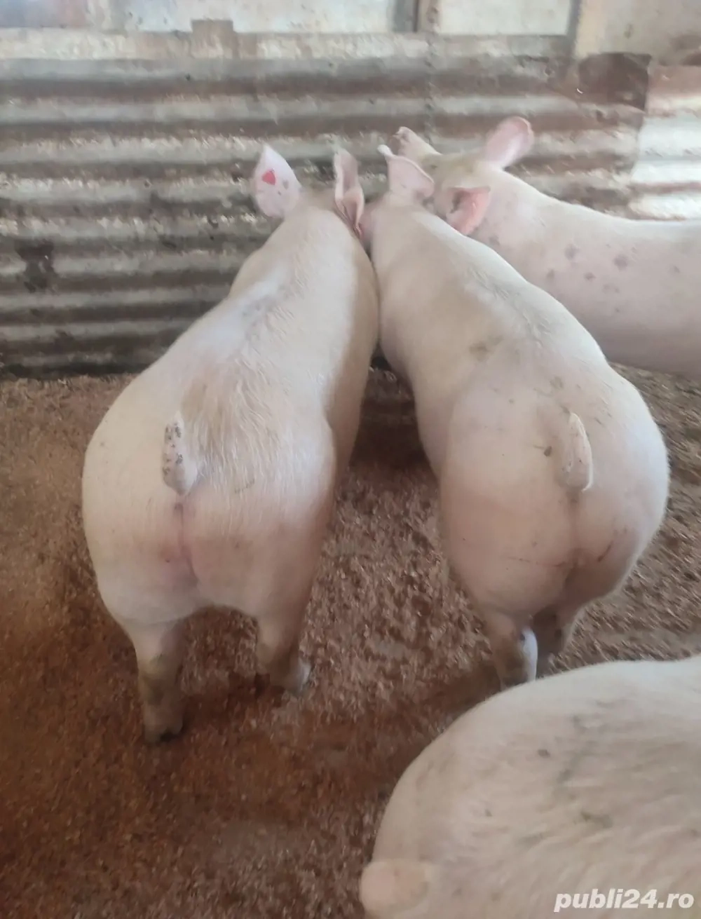 Vand porci de carne greutate 100-150kg