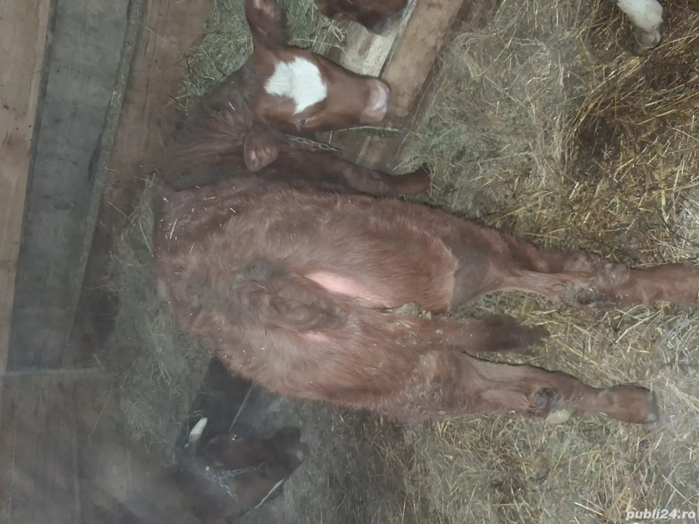 Vand vitea limuzin 3 luni