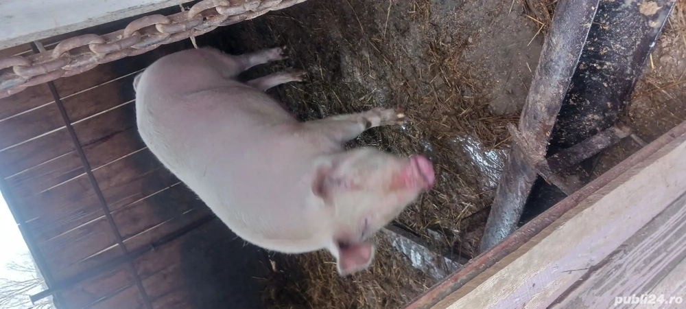 porc 300gk și grăsunii detai la telefog vă rog să sunati 