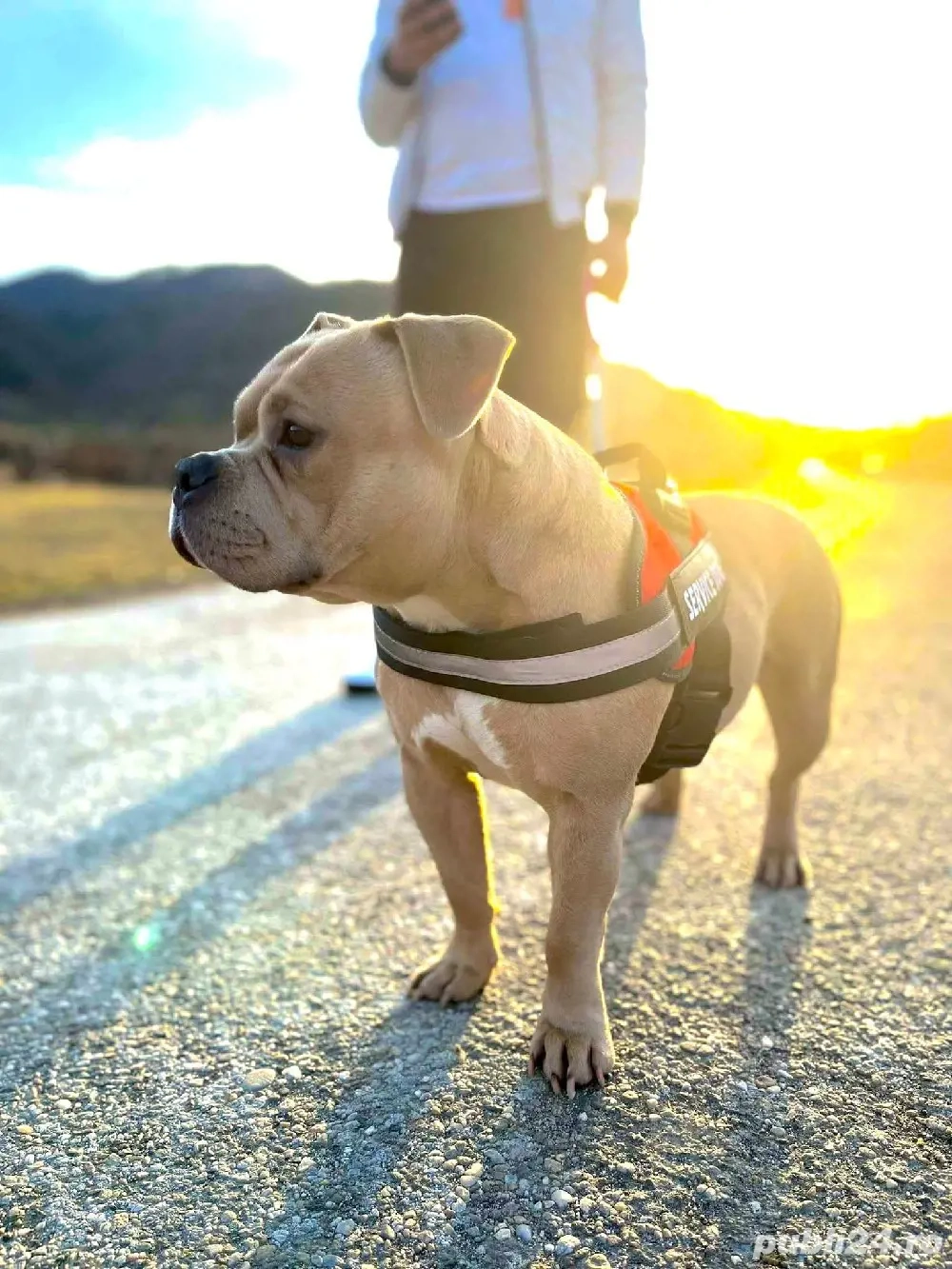 Vând American Bully Pocket