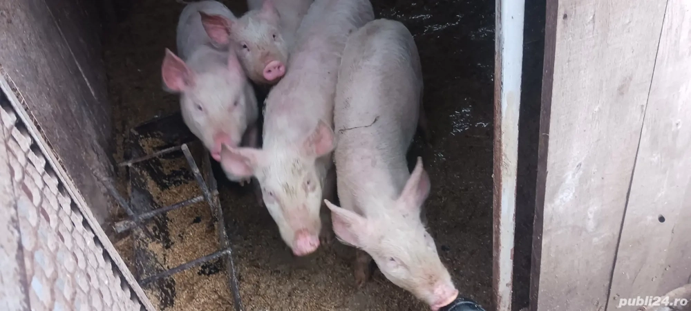 porci de vânzare porc 300gksi purcei mici detai la telefon 