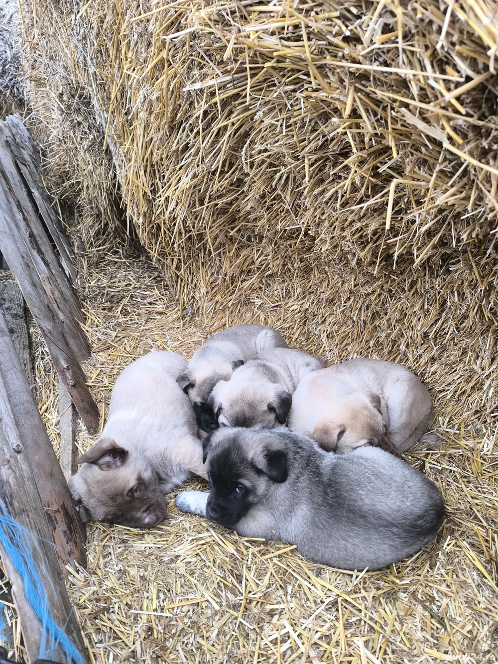 Căței Malak Kangal uriaș