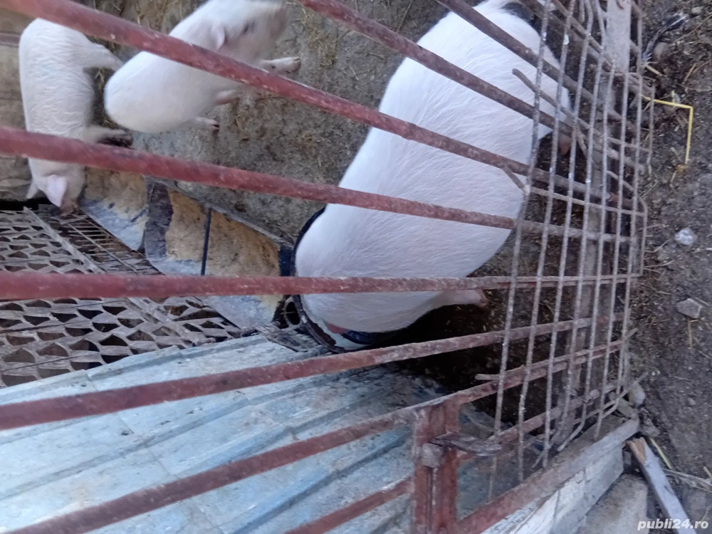 Purcei de 9 saptamani 