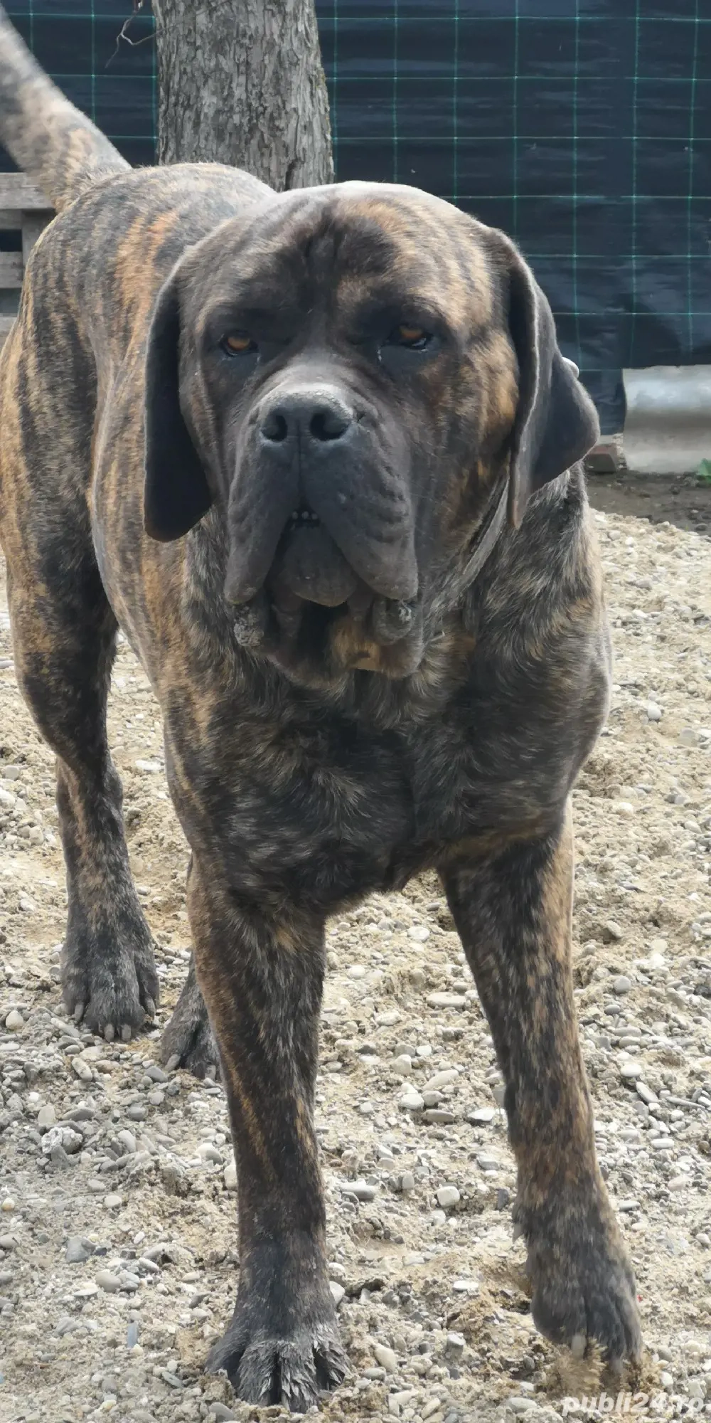 Căței cane corso 2000 lei negociabil 