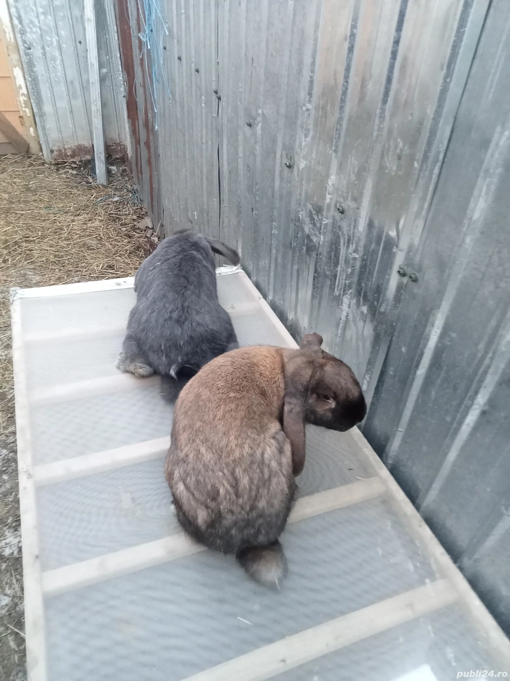 vând patru femele două uriaș două berbec