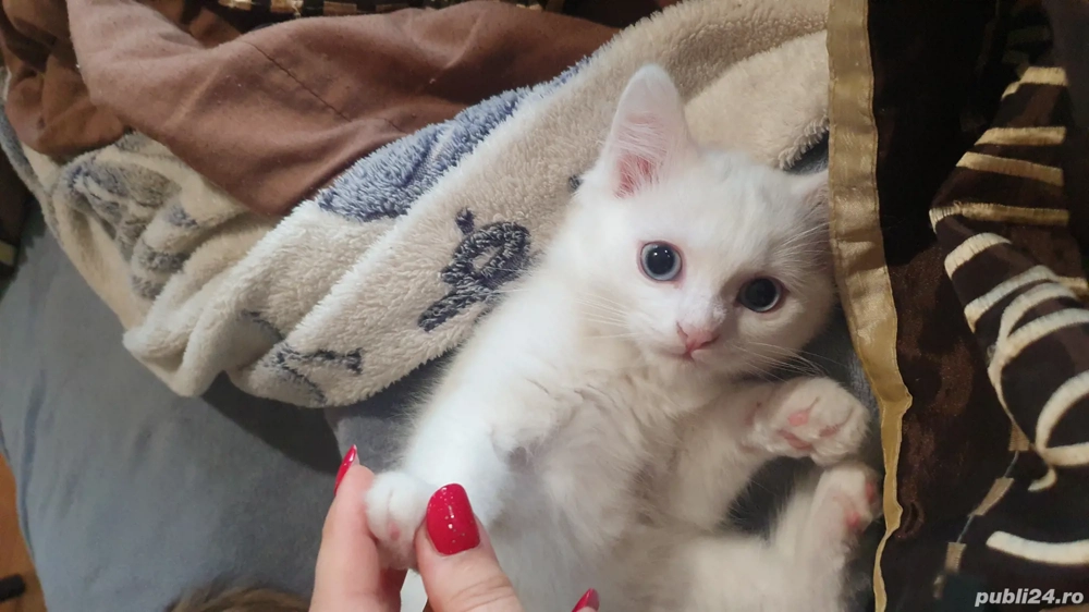 minunatie  pufoasa alba cu ochii albastrii