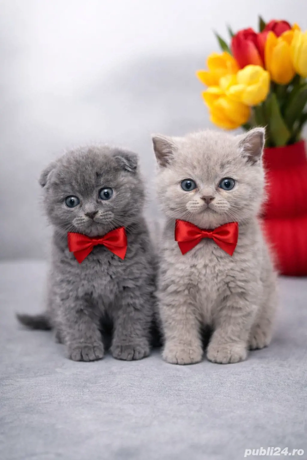 Puiuți Scotish Fold 